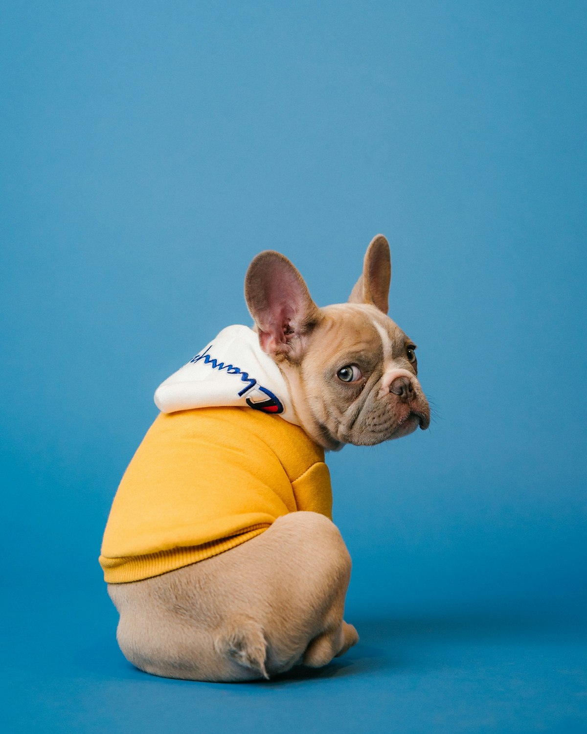 A mixed-breed dog