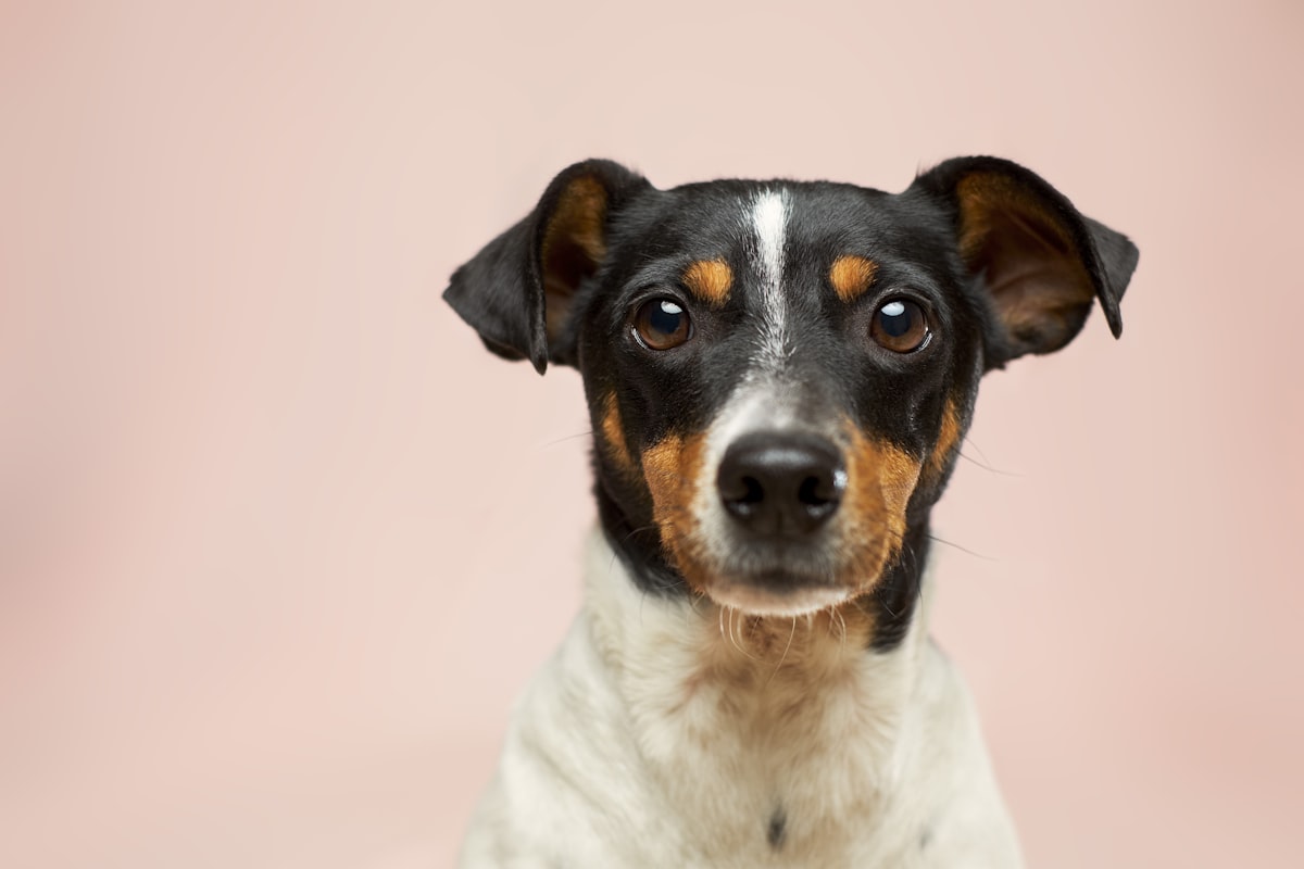 A dog portrait showing its collar