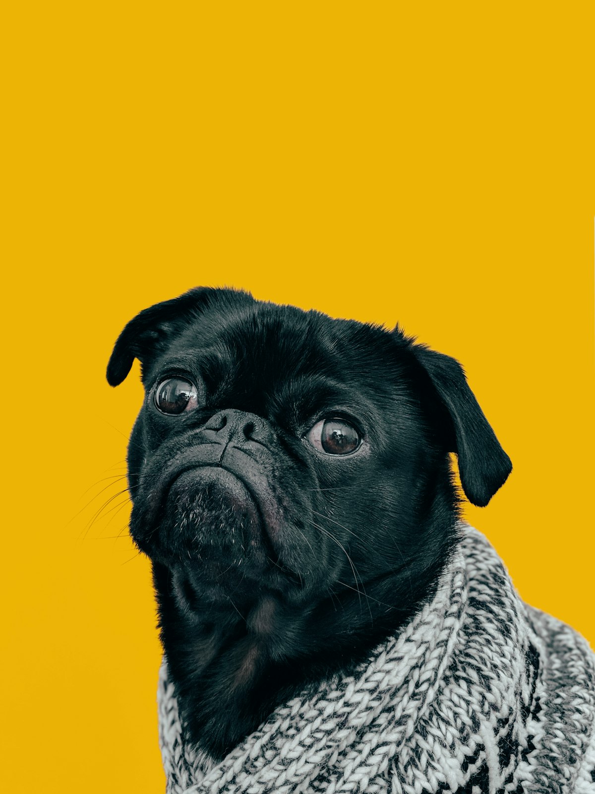 A pug looking at the camera
