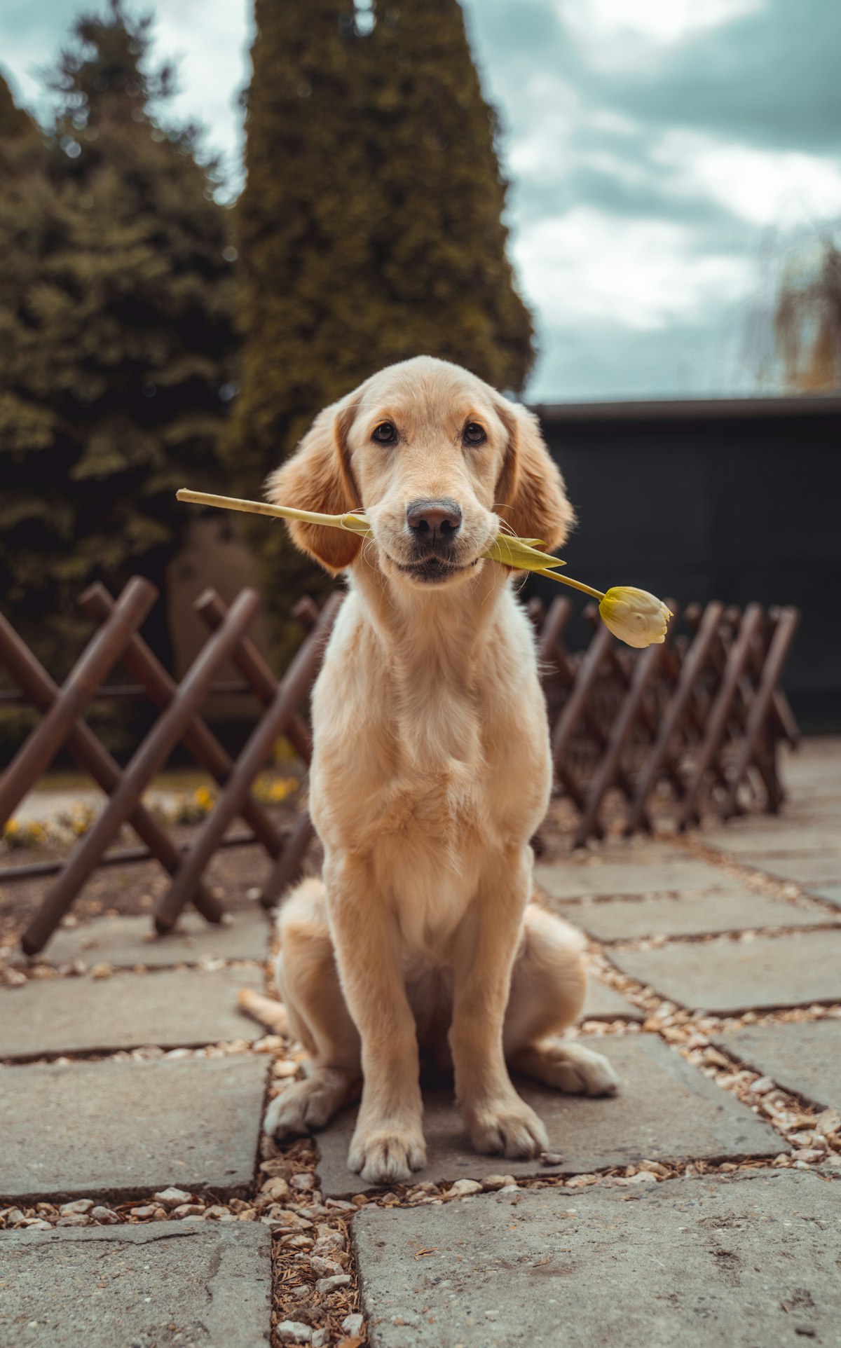A puppy sitting for a checkup